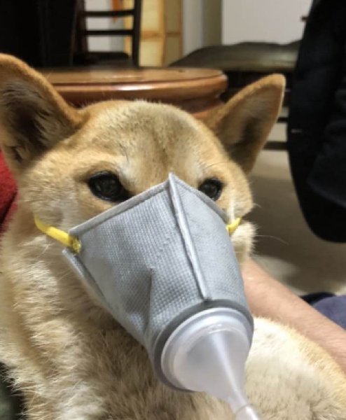 画像4: ペット用水素ガス吸入マスク (4)