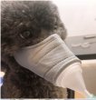画像5: ペット用水素ガス吸入マスク (5)