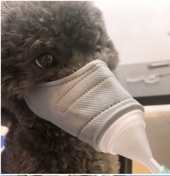 画像5: ペット用水素ガス吸入マスク (5)